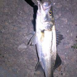 １匹ですが釣れました。