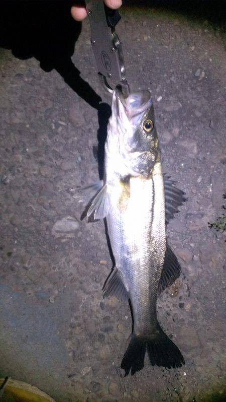 １匹ですが釣れました。