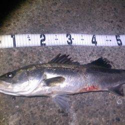 ボイルが有るのにアタリ無し