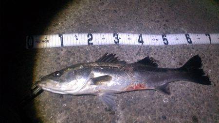 ボイルが有るのにアタリ無し