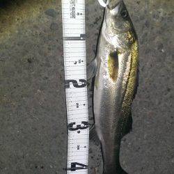 活性めちゃめちゃ悪いです……