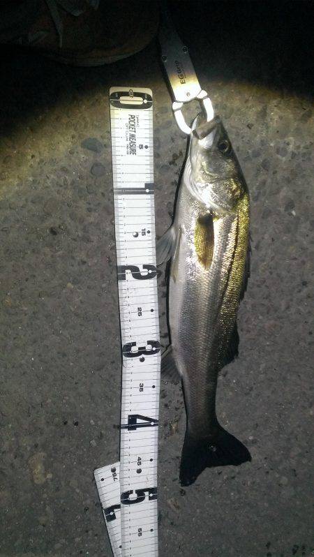 活性めちゃめちゃ悪いです……