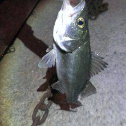 まだバチ抜けいける？