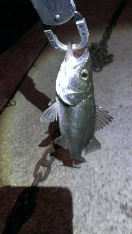 まだバチ抜けいける？