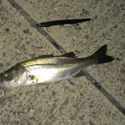 小さくても１匹は１匹です