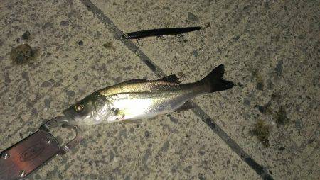 小さくても１匹は１匹です