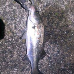 突然活性が上がりました。