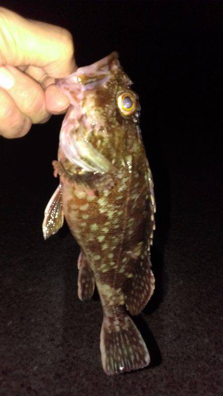 ガシラに癒されて