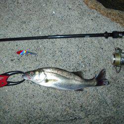 ｼｰﾊﾞｽ修行