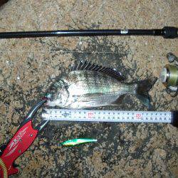 ｼｰﾊﾞｽ修行