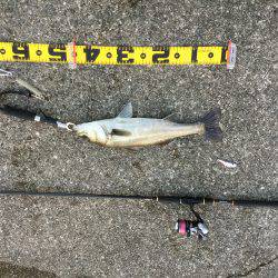 ＧＷ連続釣行！