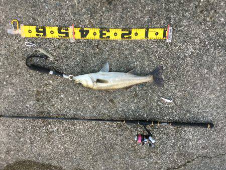 ＧＷ連続釣行！