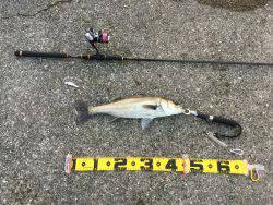 ＧＷ連続釣行！