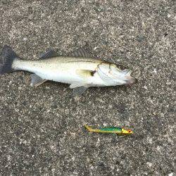 バラシまくりのようやく1ゲット