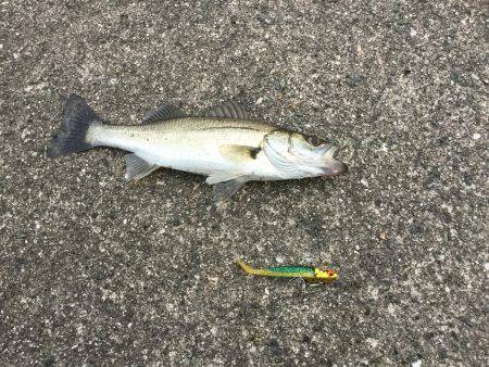 バラシまくりのようやく1ゲット