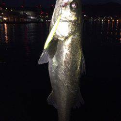 久々にホーム湾奥で釣果