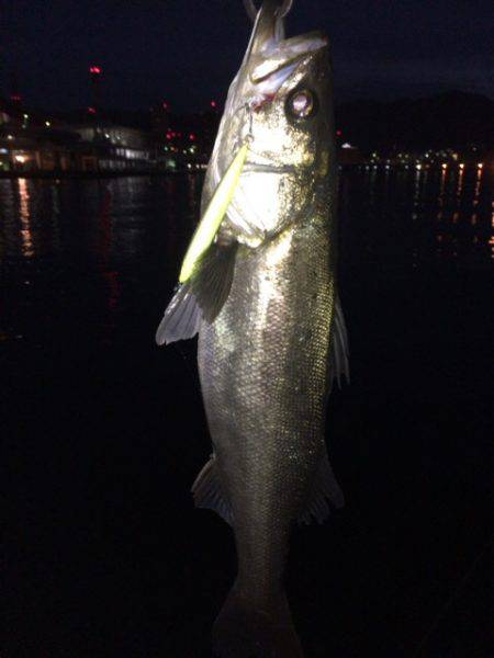 久々にホーム湾奥で釣果