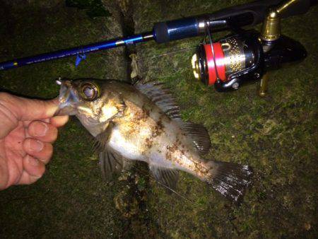 アジング、いまいち・・・。