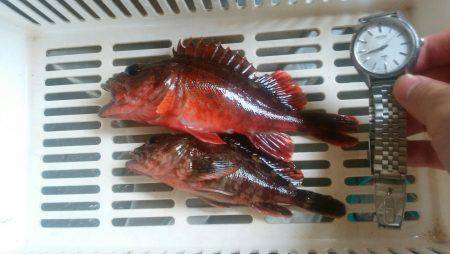 防波堤でガシラ