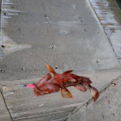 ライトリグ遊び