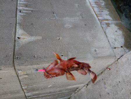 ライトリグ遊び