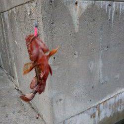 ライトリグ遊び