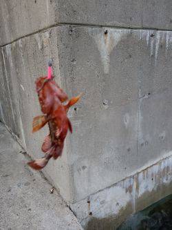 ライトリグ遊び