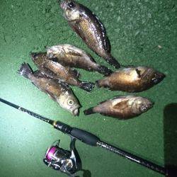 雨上がりのメバリング