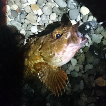 ボウズ逃れのガッシー