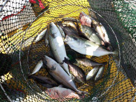 海上釣り堀オーパ／かなすび釣果