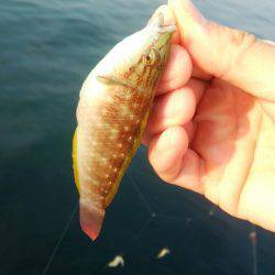 探り釣りで根魚