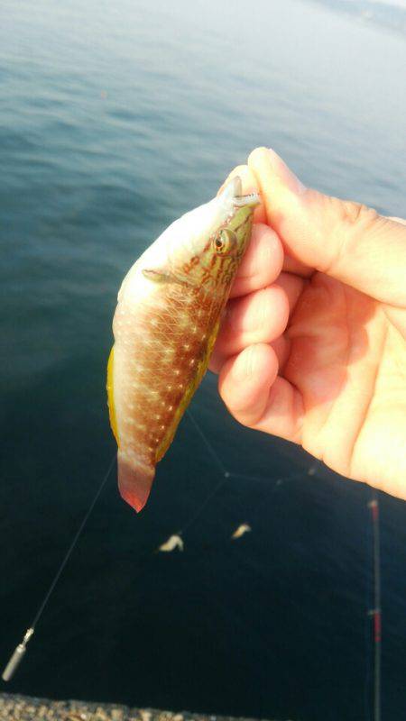 探り釣りで根魚