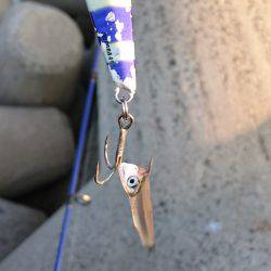 今年のタチウオ