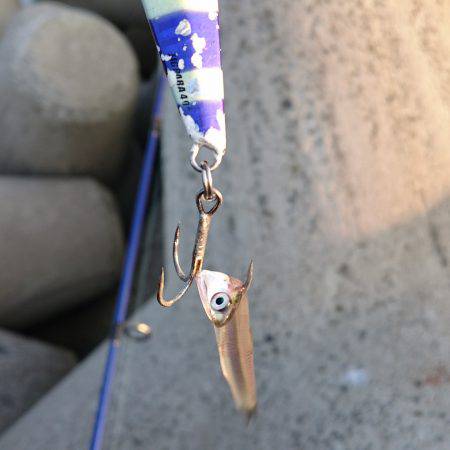 今年のタチウオ