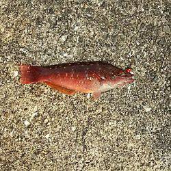 今日も下津周辺へ