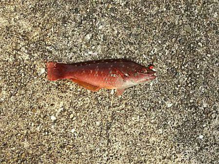 今日も下津周辺へ