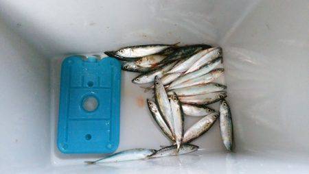 サビキで子鯖！