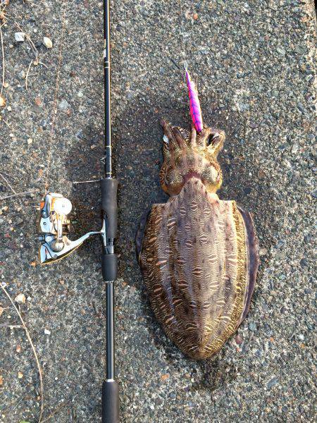 モンゴウイカ1.5キロ