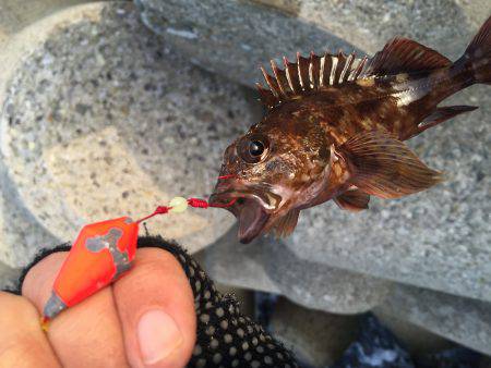 朝マズメからのガシラ釣り