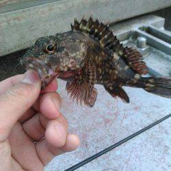 メバルを求めて