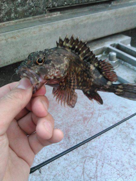 メバルを求めて