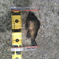 丸々太ったメバル