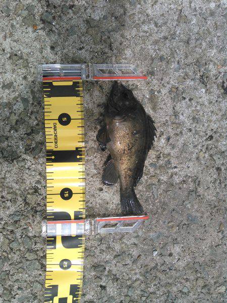 丸々太ったメバル