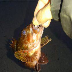 ガシラに救われる