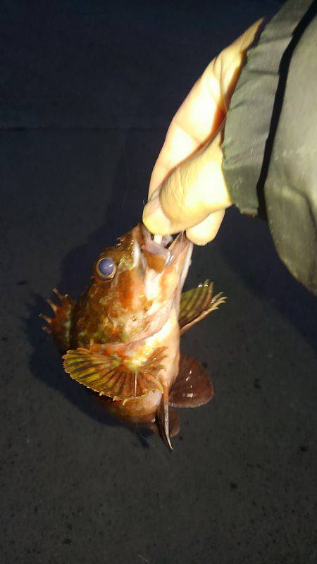 ガシラに救われる