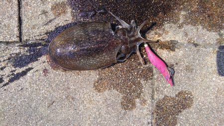 こうちゃん祭り！