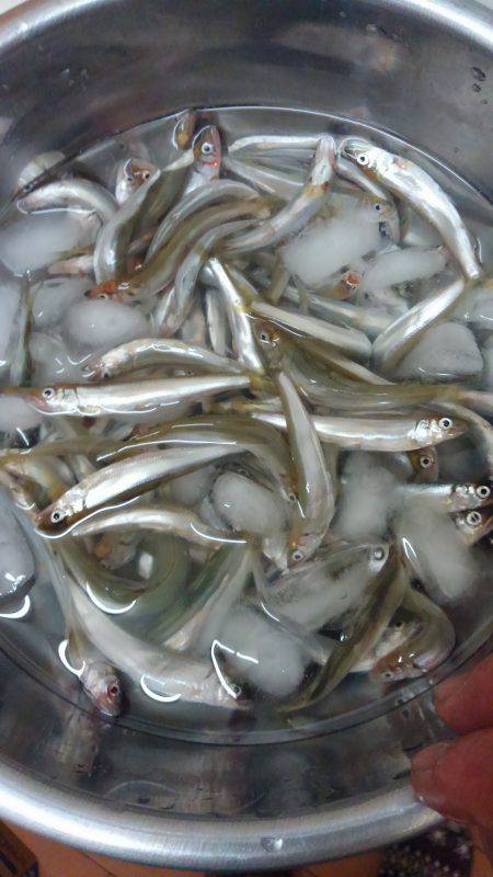 稚鮎初めてです