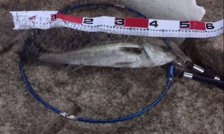 今年初、よく釣れました！