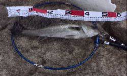 今年初、よく釣れました！