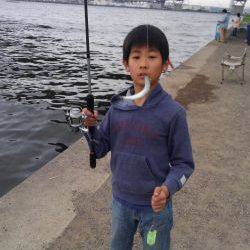 カタクチ回ってますね〜！